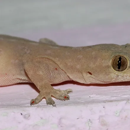 Common House Gecko, small pale translucent gecko, granular skin, expanded toe pads, chirping call, on walls near lights.