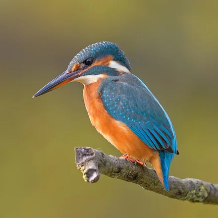 Common Kingfisher, tiny, electric blue upperparts, orange underparts, long black bill.