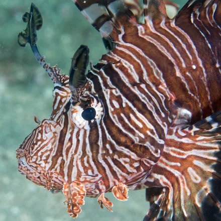Common Lionfish, red-brown and white bars, long fan-like pectoral fins, venomous dorsal spines.