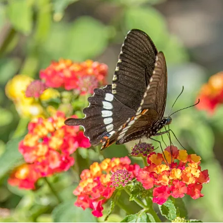 Common Mormon, black swallowtail with a band of white spots; some females also show red crescents and a white patch.