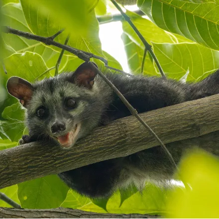 Common Palm Civet, grey-brown, dark face mask, long tail, faint stripes and spots.