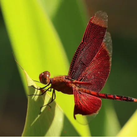 Common Parasol Dragonfly, small dragonfly, red male with brown-tinted wings, perches openly.