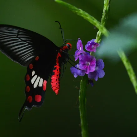 Common Rose Swallowtail, black swallowtail, red body, rose-pink hindwing spots, white patch.