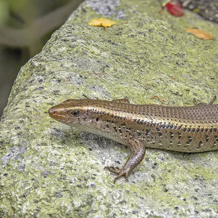 Common Sun Skink, glossy coppery-brown, keeled scales, orange wash on flanks, short limbs, photographed in Vietnam.