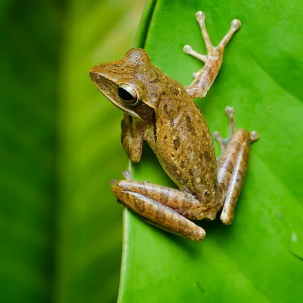 Common Tree Frog, slender tan body, sometimes four faint dark stripes, blunt snout, large toe pads, photographed in Ranong.