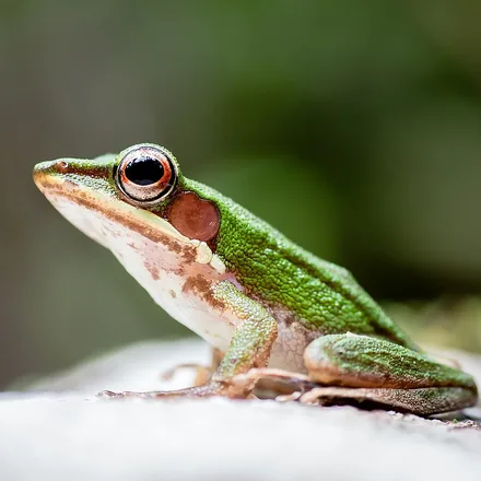 Copper-cheeked Frog, slim green-brown frog with coppery-bronze cheeks, long legs, bright copper eyeshine, photographed in Khao Sok.