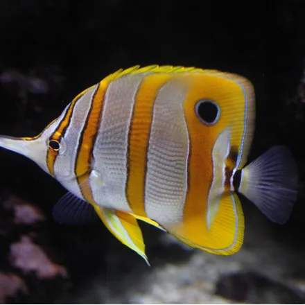 Copperband Butterflyfish, white disc with coppery-orange bands, long tubular snout, rear eyespot.