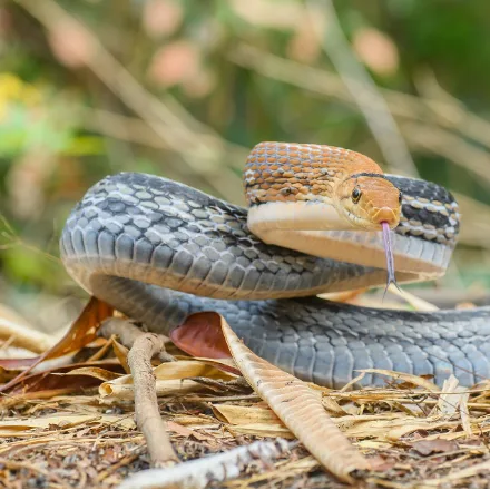 Copperhead Racer, copper-brown snake, four black lines on the forebody, three black bars radiating from the eye.