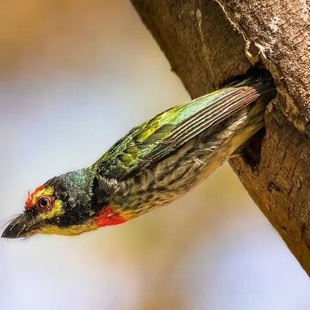 Coppersmith Barbet, small green barbet, crimson forehead and throat, yellow face patches.