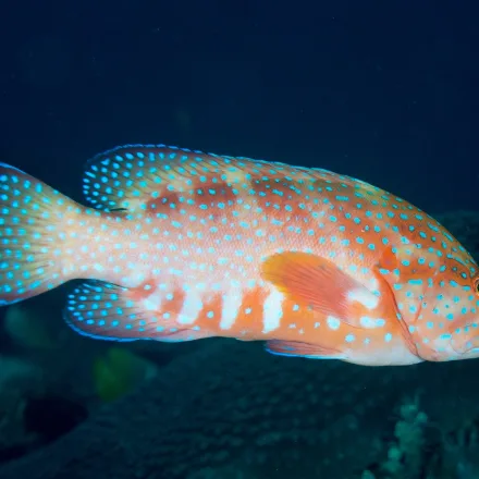 Coral Grouper (Coral Hind)