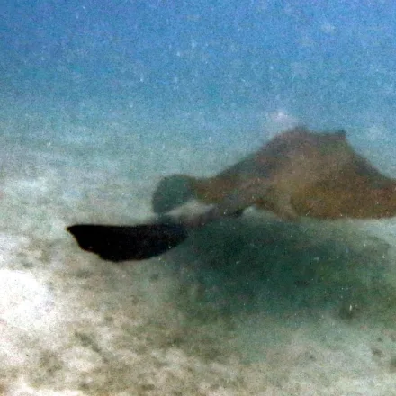 Cowtail Stingray, grey-brown disc, broad ventral skin flap beneath the tail, venomous spine.