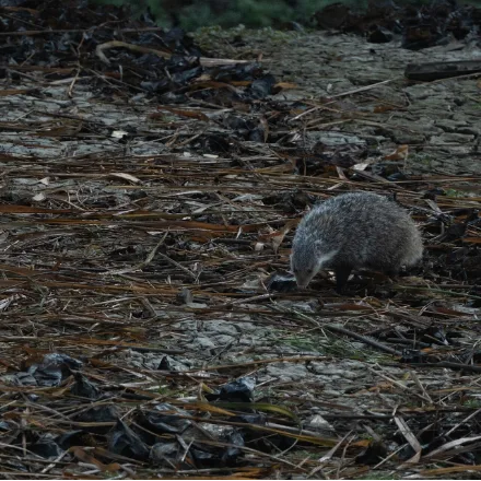 Crab-eating Mongoose, large grizzled mongoose, white neck stripe, shaggy coat, often near water.