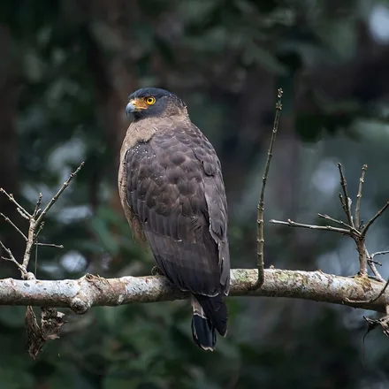 Crested Serpent Eagle, dark brown with white spots, bushy crest, yellow cere and face, white wing band.
