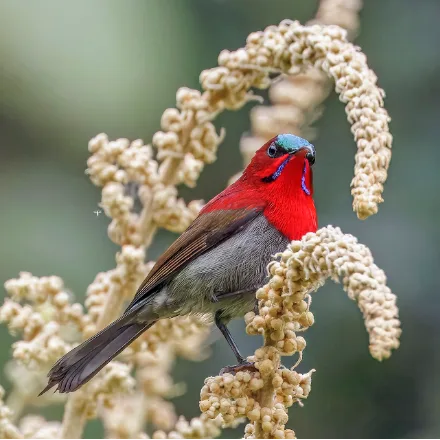 Crimson Sunbird, male with scarlet breast and back, olive belly, long decurved bill.