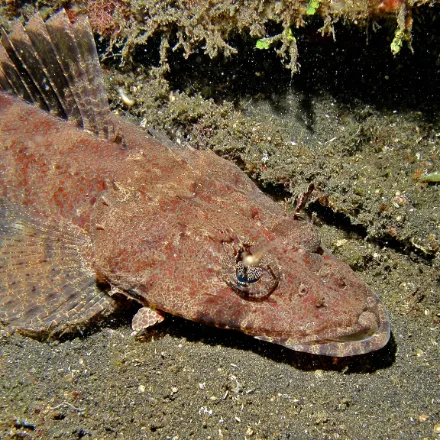 Crocodile Flathead, very flat wide head, mottled brown, ornate lacy flap over the eye, long tapering body.