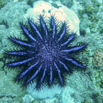 Crown-of-thorns Starfish