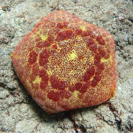 Cushion Star