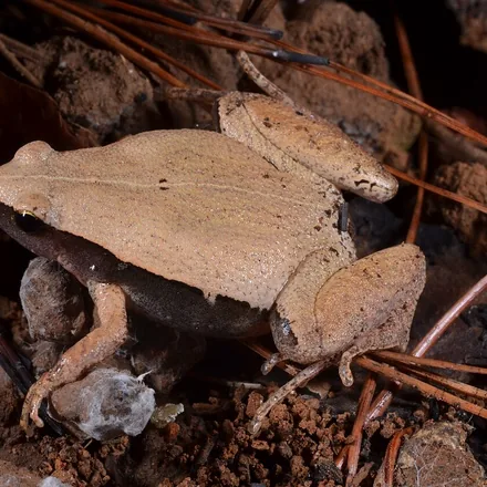 Dark-sided Chorus Frog, very small frog, dark flanks sharply separated from a pale back, fine cream line down the spine with dark spots.