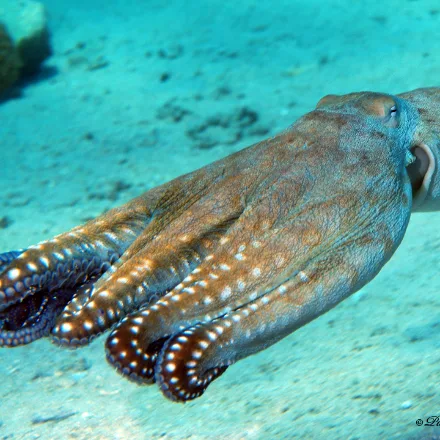 Day Octopus, large octopus, active by day, rapid colour and texture change, long arms.