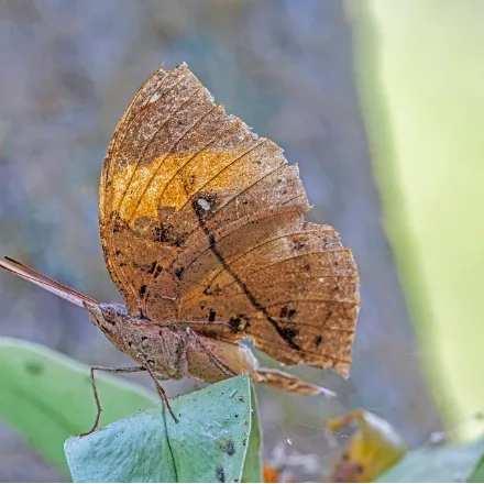 Orange Oakleaf, upperside blue with an orange band; underside exactly like a dead leaf with a false midrib.