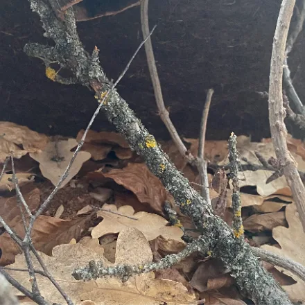 Dead Leaf Mantis, broad shield-shaped thorax, mottled dead-leaf brown, eyespots revealed in threat display.