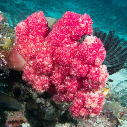 Carnation Tree Coral