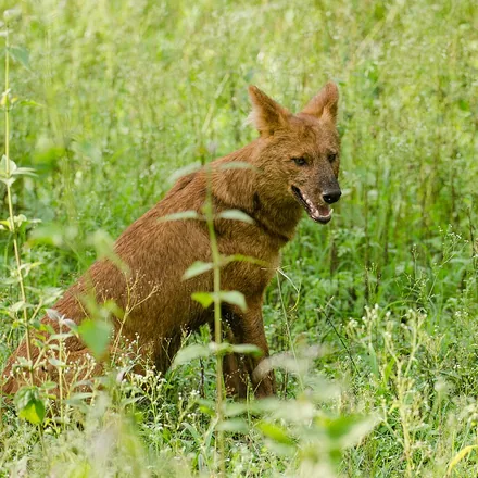 Dhole, or Asiatic wild dog, calling in grassland