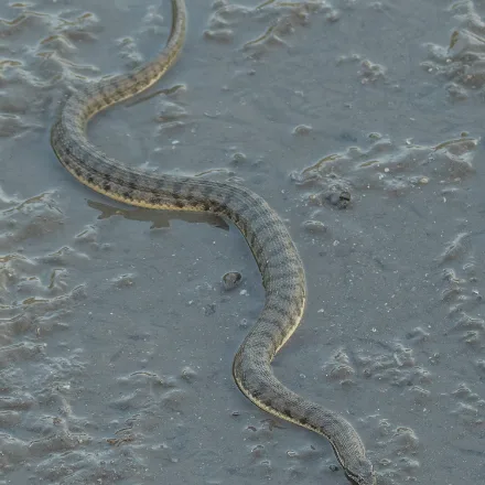 Dog-faced Water Snake, stout grey-brown snake with dark blotches, blunt head, eyes on top of the head
