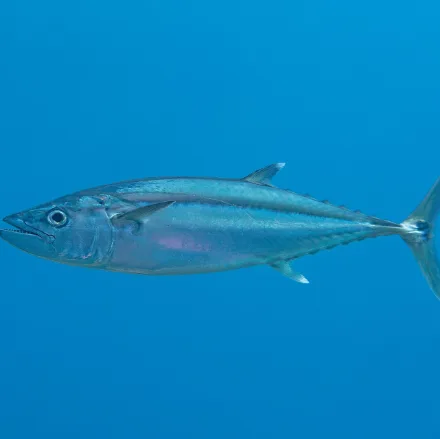 Dogtooth Tuna