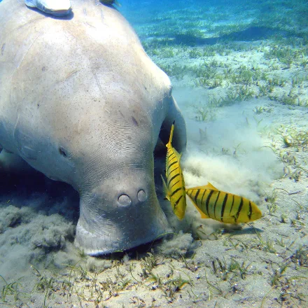 Dugong, heavy grey sea mammal with a downturned snout and a whale-like fluked tail.