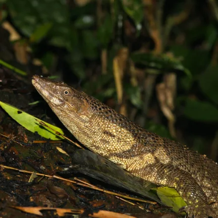 Dumeril's Monitor, dark brown monitor with pale banding, juveniles with a bright orange head