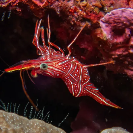 Durban Dancing Shrimp, red with fine white lines, hinged upward-pointing beak, in dense groups in caves.