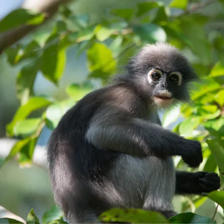 Dusky Langur, grey monkey, white eye rings and mouth, orange infants.