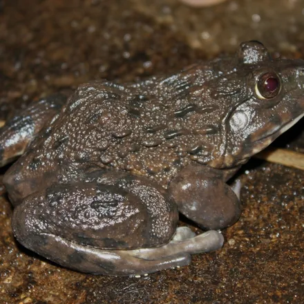 East Asian Bullfrog, large, olive-green, prominent skin ridges along the back, powerful legs.
