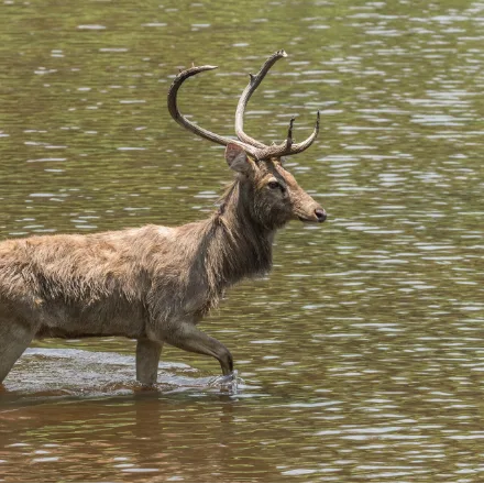 Eld's Deer, russet deer with a bowed brow tine sweeping forward, very rare in Thailand.