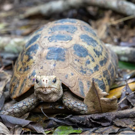 Elongated Tortoise, elongated yellow-tan shell with black blotches, pale head, pink flush when breeding.