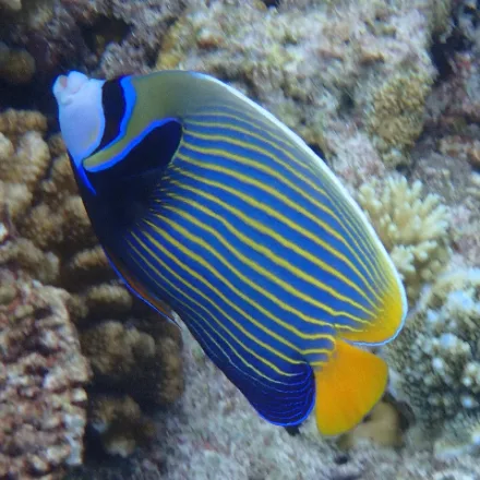 Emperor Angelfish, adults blue-and-yellow striped with black eye mask; young with blue-white rings.