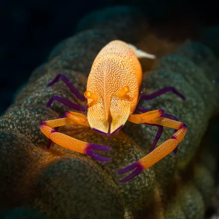 Emperor Shrimp