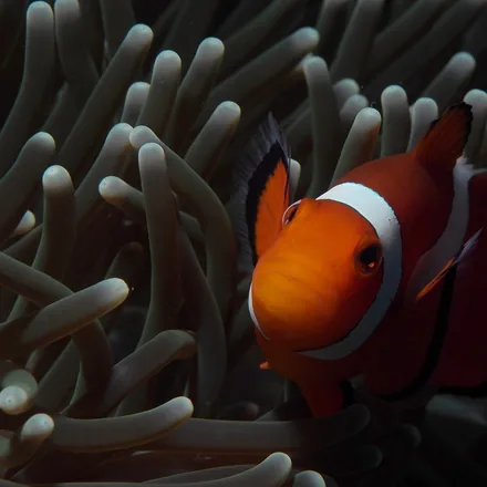 False clownfish among anemone tentacles
