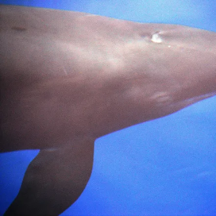 False Killer Whale