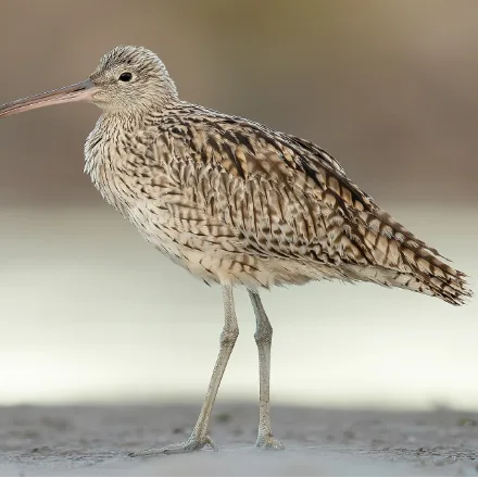 Far Eastern Curlew, very large buff-brown wader with an extremely long downcurved bill, no white rump in flight.