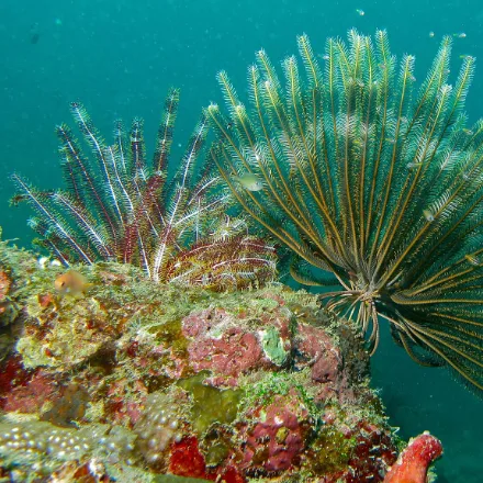 Feather Star, many feathery branching arms from a central disc, clinging to reef high points.