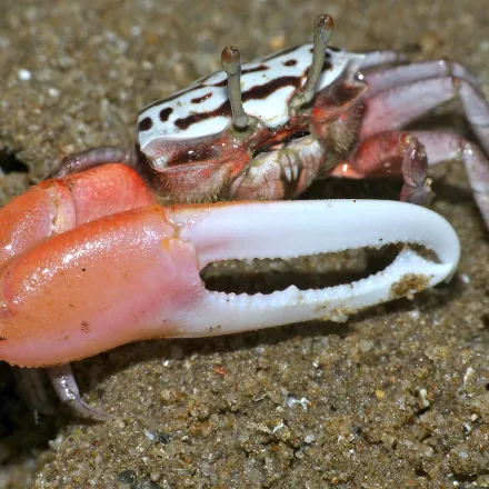 Fiddler Crab, small crab, one greatly enlarged claw in males, mottled blue, purple and cream carapace.