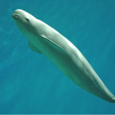 Indo-Pacific Finless Porpoise, small dark porpoise with no dorsal fin at all, only a low ridge.