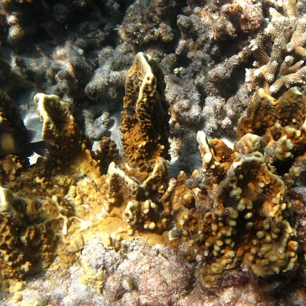 Fire Coral, smooth mustard-yellow blades or encrustations with pale white growing edges, no visible polyp cups.