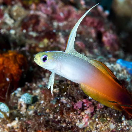 Fire Dartfish