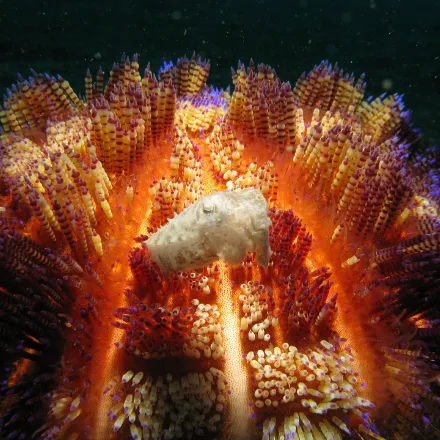 Fire Urchin
