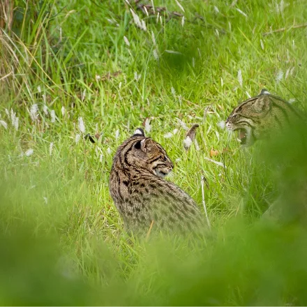 Fishing Cat, stocky grey brown cat, dark spots and stripes, short tail.