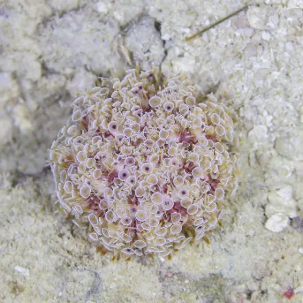 Flower Urchin