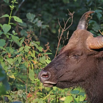 Gaur, the world's largest wild cattle, head and horns